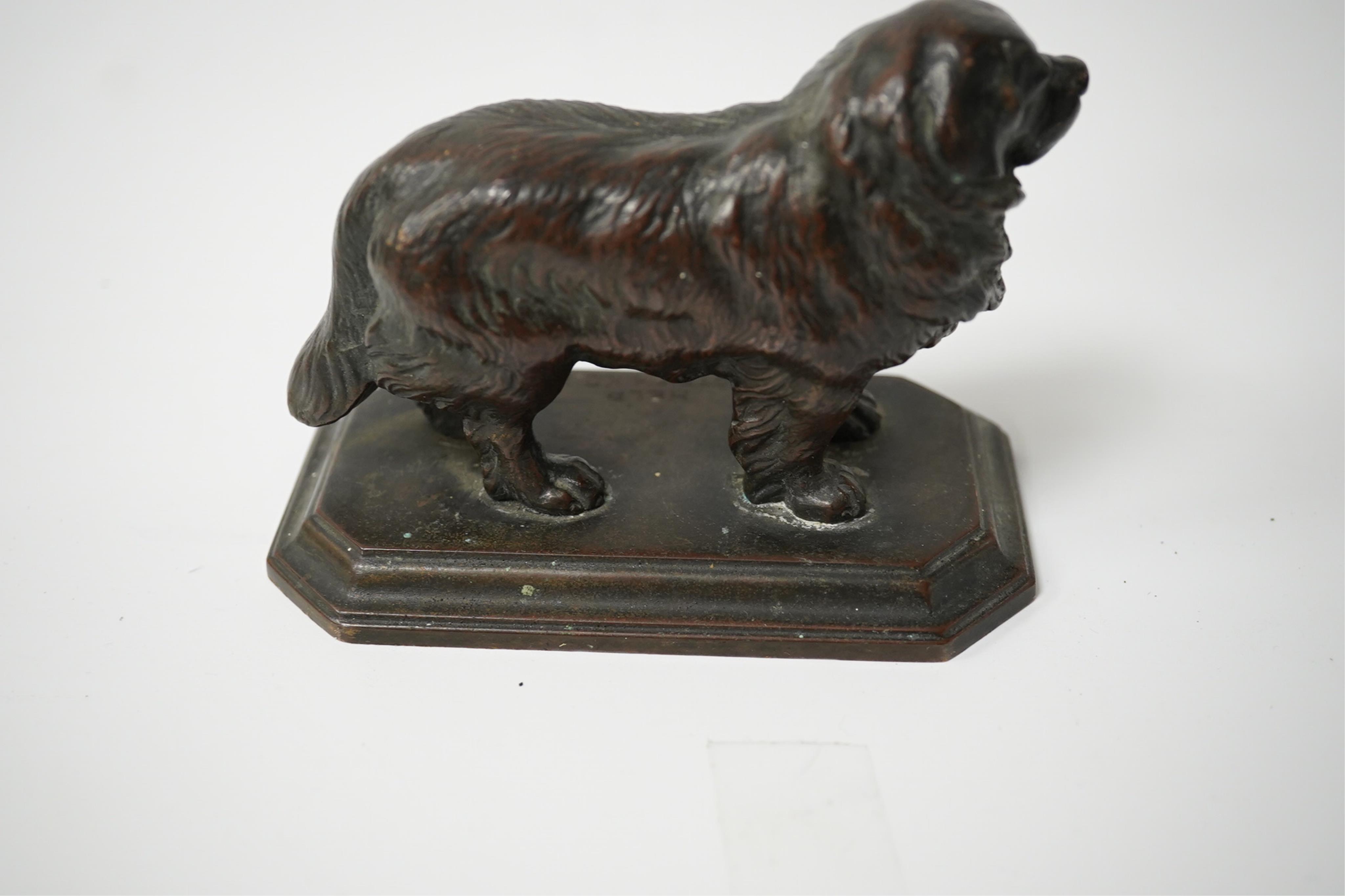 A bronze of a Newfoundland Terrier, inscribed on base Help Scottish KC 1925, 10cm wide. Condition - good